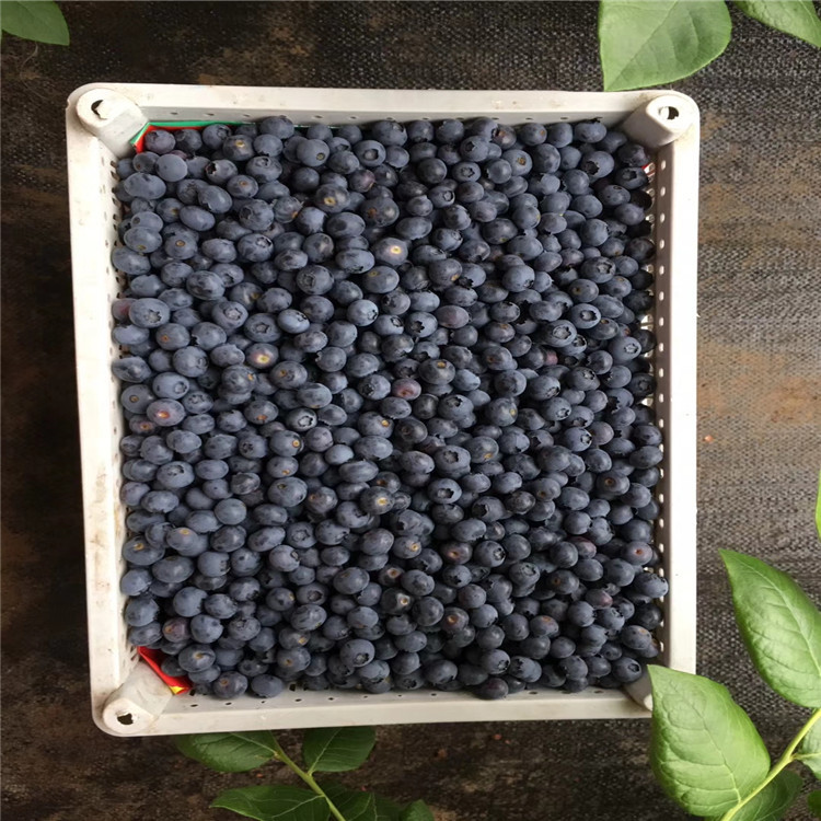 出售坤蓝蓝莓树苗、坤蓝蓝莓树苗基地