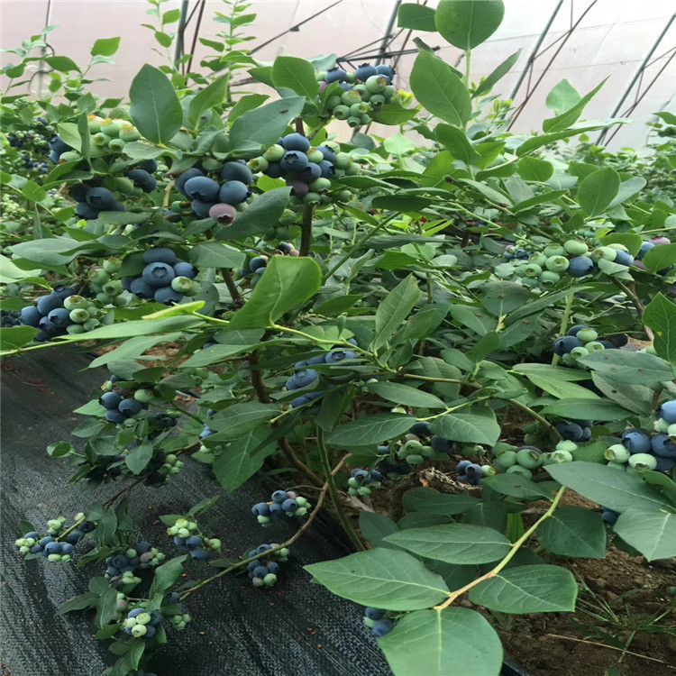 钱德勒蓝莓树苗、钱德勒蓝莓树苗价格及报价
