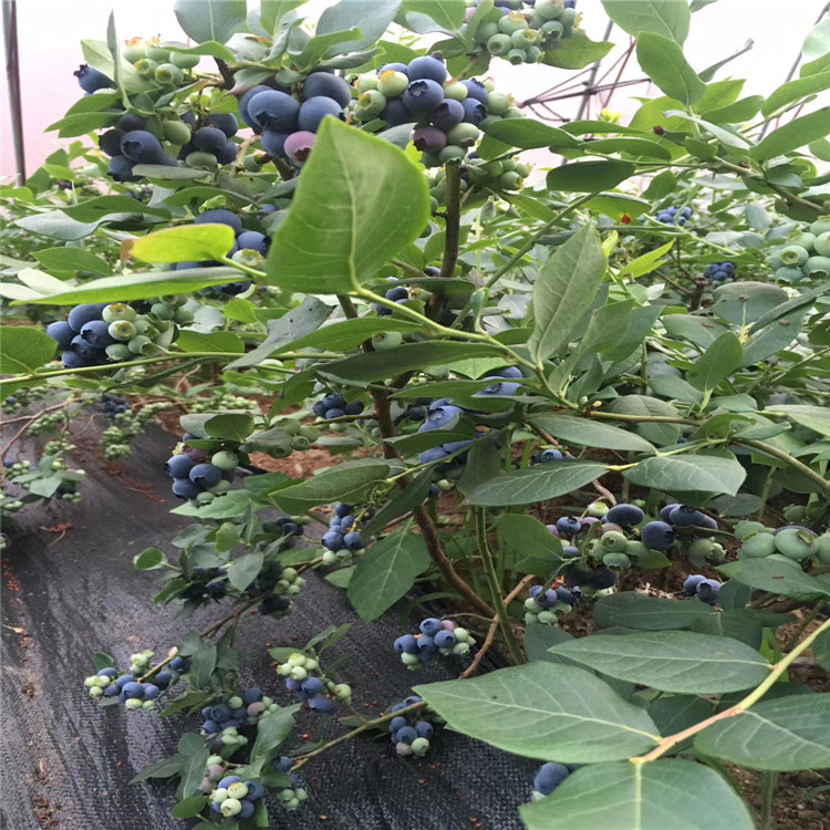 出售2年生蓝莓树苗、2年生蓝莓树苗基地