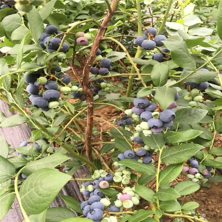 早熟蓝莓树苗出售基地、早熟蓝莓树苗基地及报价