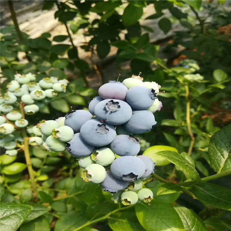 公爵蓝莓树苗