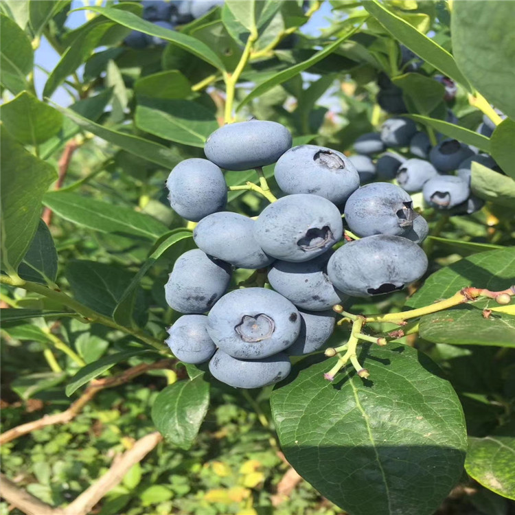 茶花蓝莓苗出售、茶花蓝莓苗基地