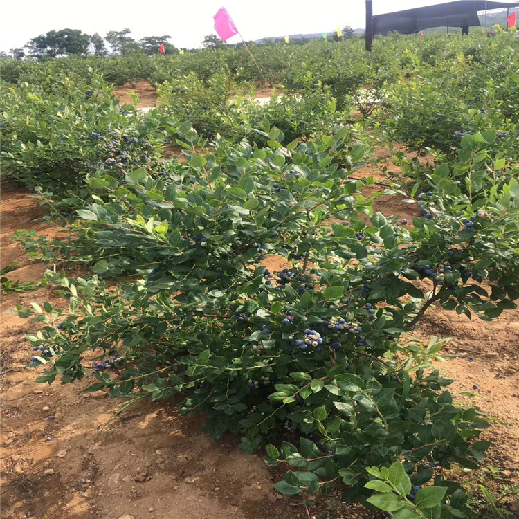 莱克西蓝莓苗、莱克西蓝莓苗批发基地
