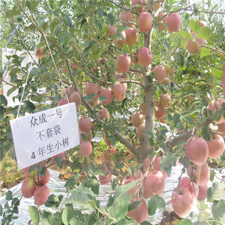 黄金奶油苹果苗价格、山东黄金奶油苹果苗