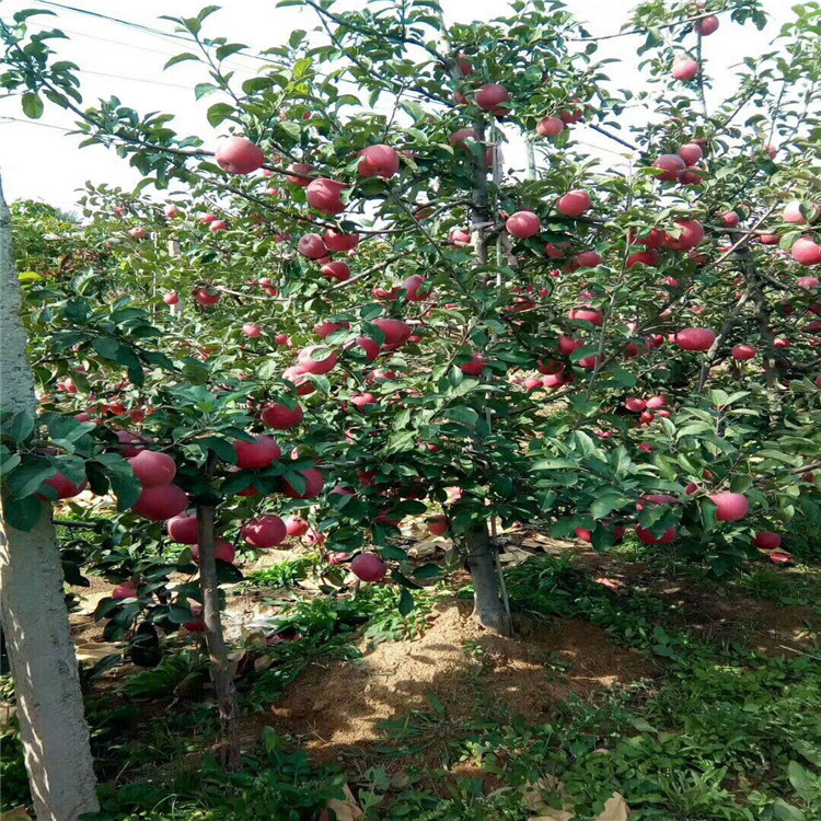 新品种泰山早霞苹果苗价格、新品种泰山早霞苹果苗基地