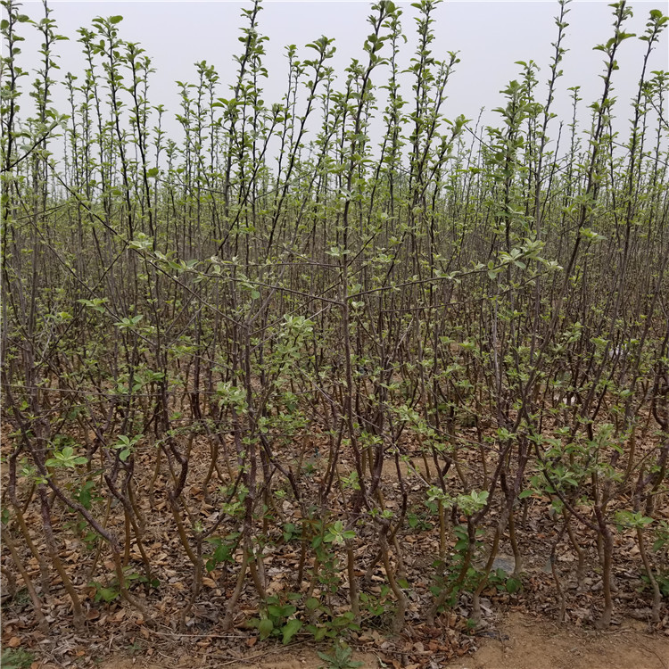 出售红色之爱苹果树苗、出售红色之爱苹果树苗基地