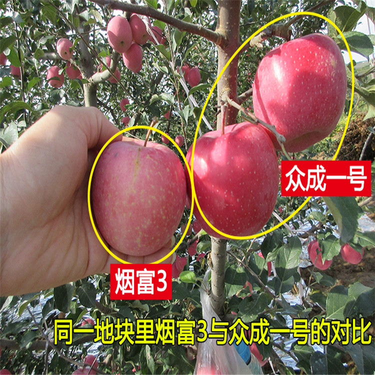 秦冠蘋果樹苗、秦冠蘋果樹苗基地