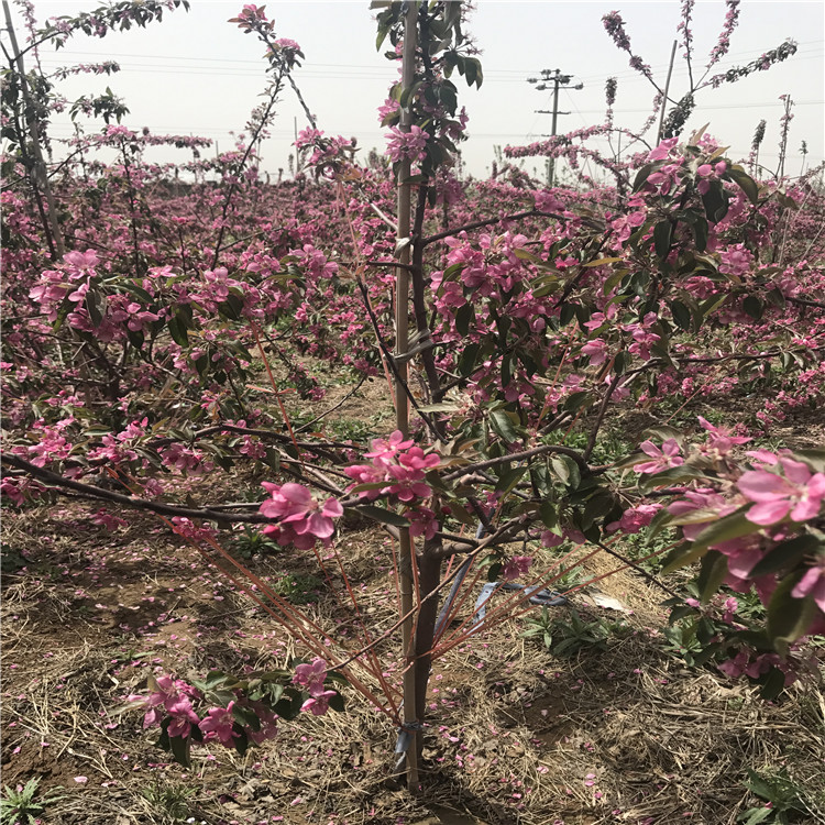 出售嘎啦苹果苗、嘎啦苹果苗基地