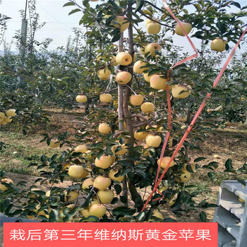 黑鉆蘋果苗新品種、黑鉆蘋果苗價(jià)格及基地