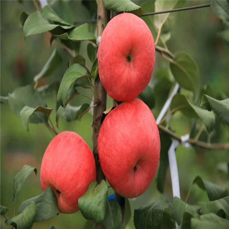 批發(fā)短枝紅富士蘋果樹苗、短枝紅富士蘋果樹苗價(jià)格