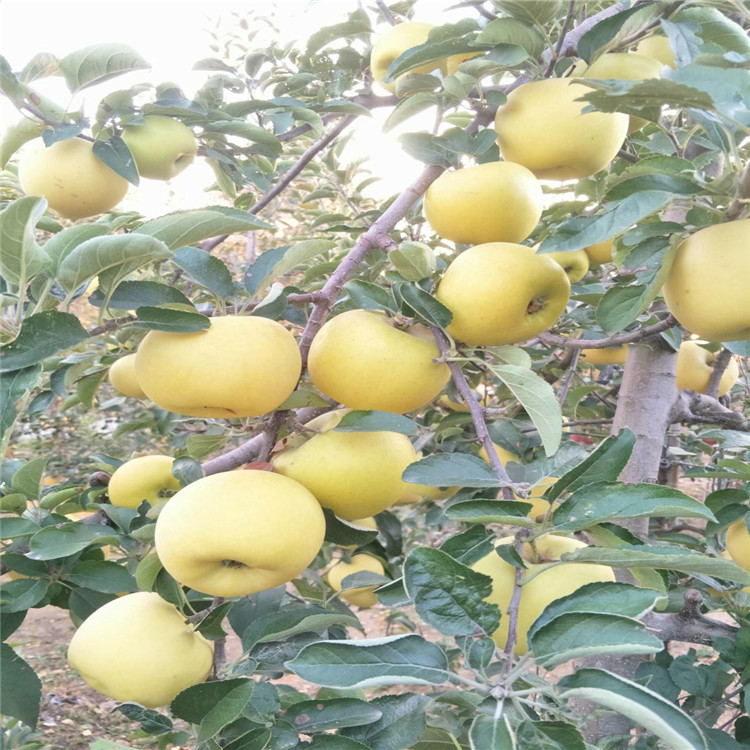 2公分苹果树苗、2公分苹果树苗批发基地