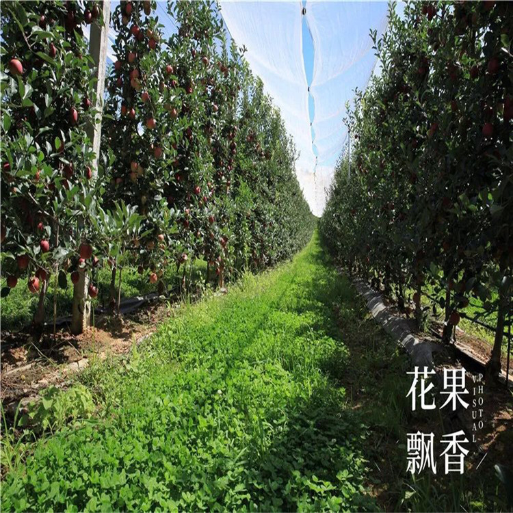 紅富士蘋(píng)果樹(shù)苗、紅富士蘋(píng)果樹(shù)苗報價(jià)及價(jià)格