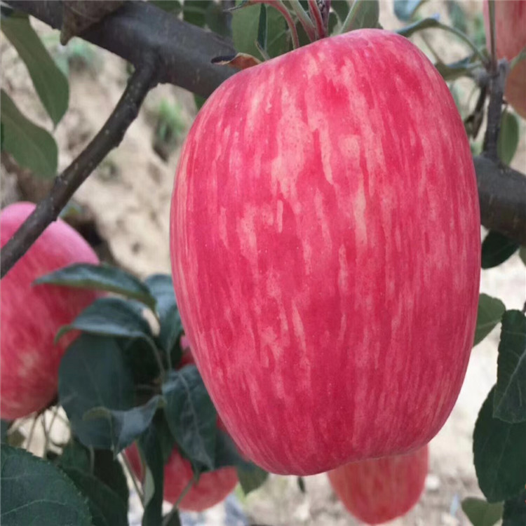 红肉苹果树苗新品种、红肉苹果树苗价格及基地