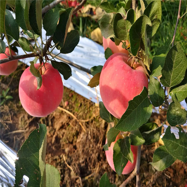 大國光蘋果苗價格、大國光蘋果苗基地