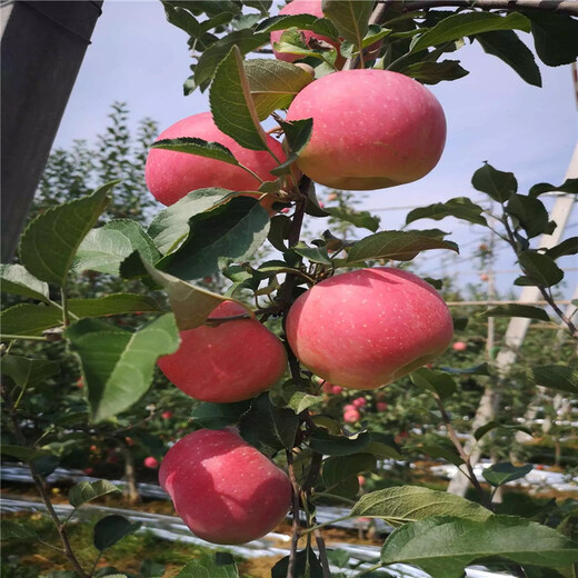 出售蘋果樹苗、出售蘋果樹苗基地及價格
