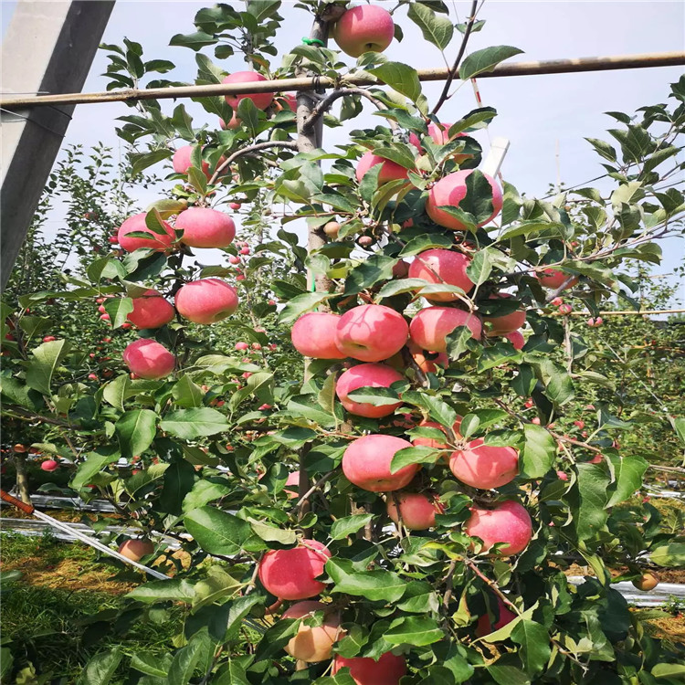美八苹果树苗价格、美八苹果树苗基地