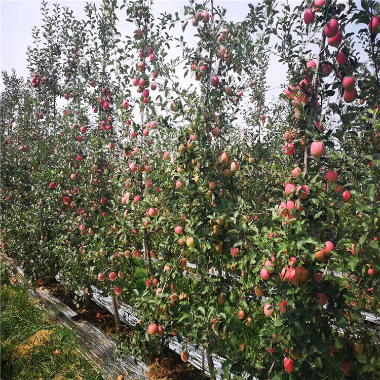 紅星蘋果樹苗、紅星蘋果樹苗出售價格