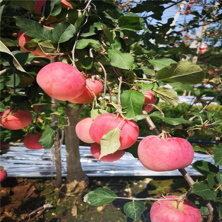 眾成1號(hào)蘋果苗、眾成1號(hào)蘋果苗品種