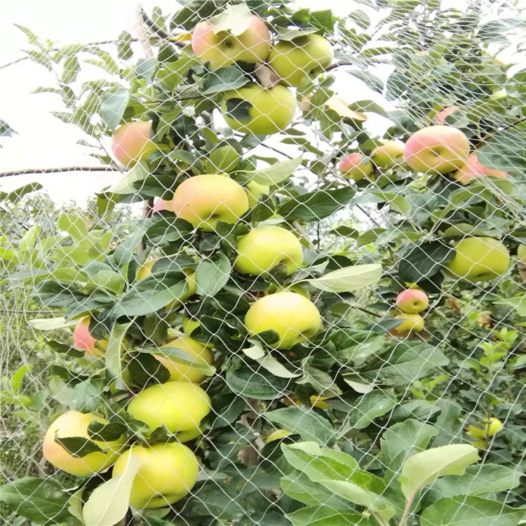 出售嘎啦苹果苗、嘎啦苹果苗基地