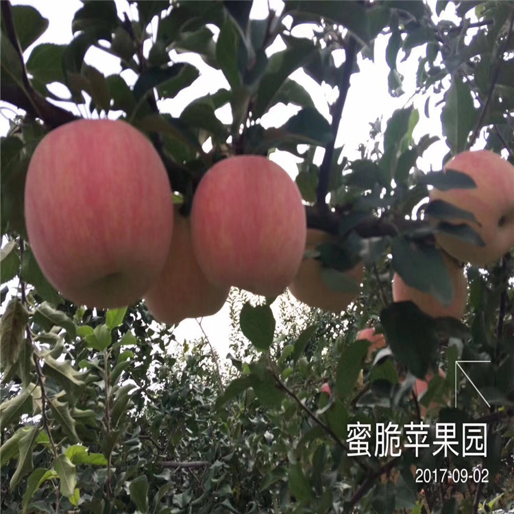 矮化柱狀蘋(píng)果苗、矮化柱狀蘋(píng)果苗批發(fā)價(jià)格