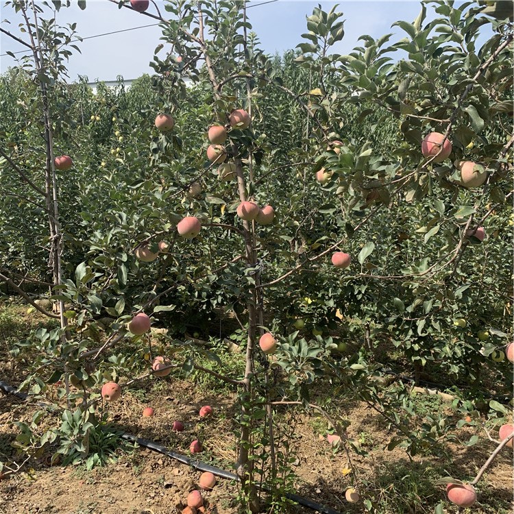 華冠蘋果樹苗、華冠蘋果樹苗報價