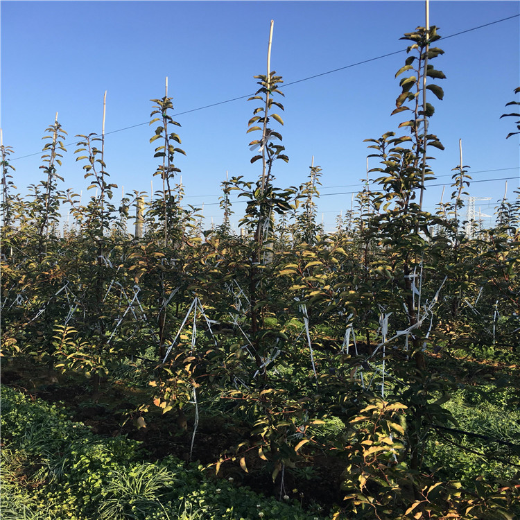 煙富7號蘋果苗批發(fā)、煙富7號蘋果苗價格及基地