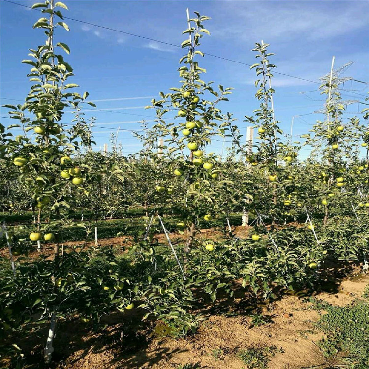 润太一号柱状苹果苗品种介绍、润太一号柱状苹果苗基地及报价