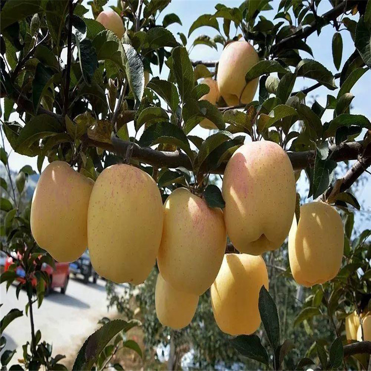 煙富蘋果樹苗報(bào)價(jià)、煙富蘋果樹苗價(jià)格