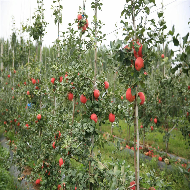 懒富苹果树苗、懒富苹果树苗出售价格