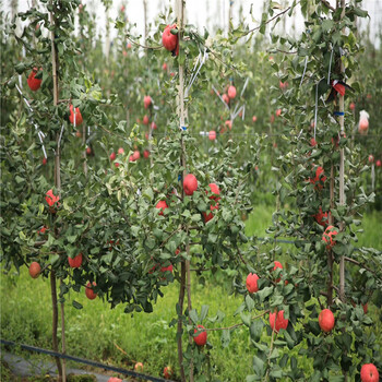山东2公分苹果树苗价格、山东2公分苹果树苗基地