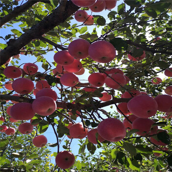 华玉苹果树苗、华玉苹果树苗批发