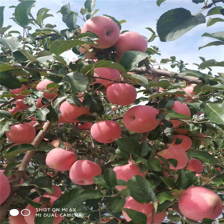 紅色之愛(ài)蘋(píng)果苗、紅色之愛(ài)蘋(píng)果苗價(jià)格及報(bào)價(jià)