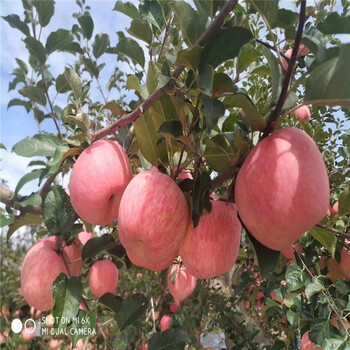 蜜脆苹果苗新品种、蜜脆苹果苗价格及基地