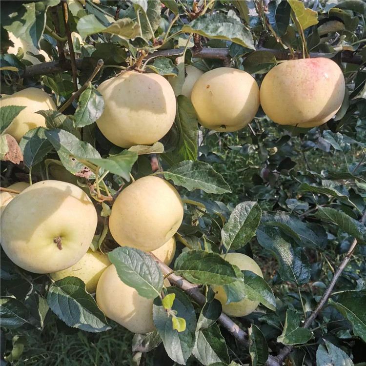 望香紅蘋果苗價(jià)格、望香紅蘋果苗基地