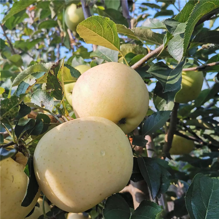 寒富苹果树苗、寒富苹果树苗批发价格