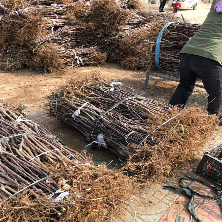 出售黄金奶油苹果树苗、出售黄金奶油苹果树苗基地