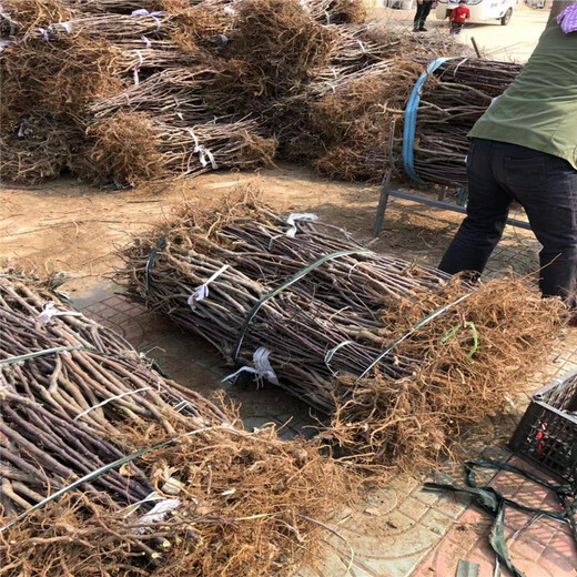 2020年早紅嘎啦蘋(píng)果樹(shù)苗報(bào)價(jià)、2020年早紅嘎啦蘋(píng)果樹(shù)苗價(jià)格