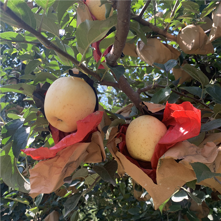 紅蛇果蘋果苗價格、紅蛇果蘋果苗批發(fā)