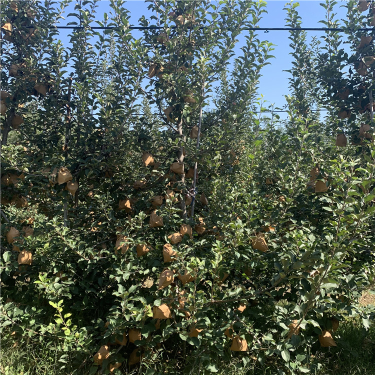 华硕苹果树苗、华硕苹果树苗报价及价格