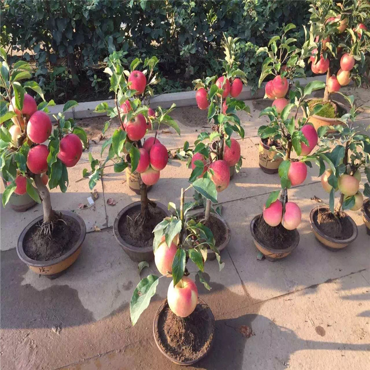 出售華玉蘋(píng)果樹(shù)苗、華玉蘋(píng)果樹(shù)苗價(jià)格