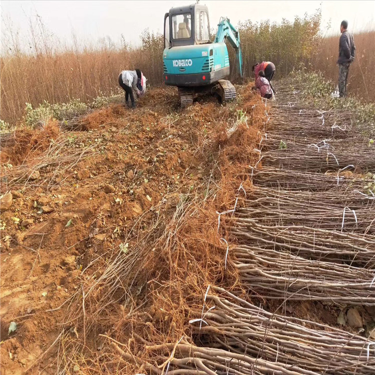 美八苹果树苗价格、美八苹果树苗基地