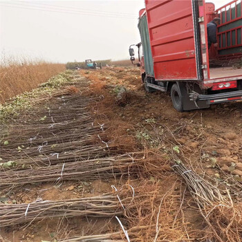 紅蜜脆蘋果樹苗品種介紹、紅蜜脆蘋果樹苗基地及報(bào)價(jià)