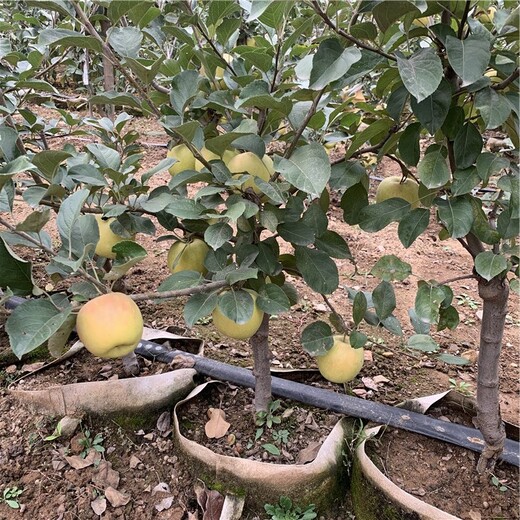 望香紅蘋果苗、望香紅蘋果苗價(jià)格及報(bào)價(jià)
