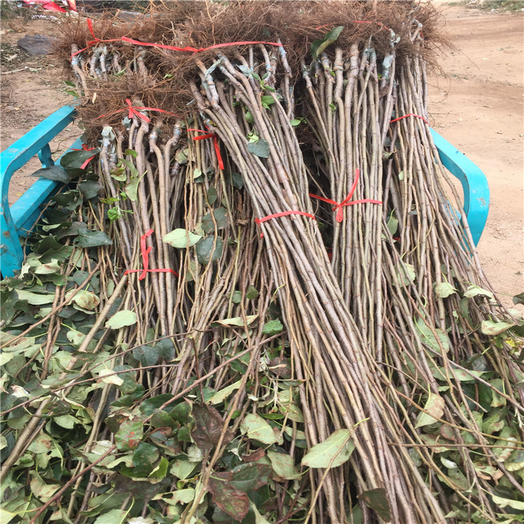 出售嘎啦苹果苗、嘎啦苹果苗基地