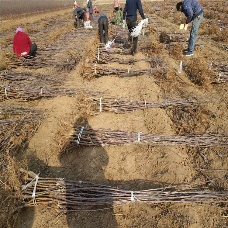 冰糖心苹果苗基地、冰糖心苹果苗价格及报价