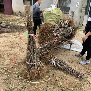 黄香蕉苹果苗价格、黄香蕉苹果苗基地