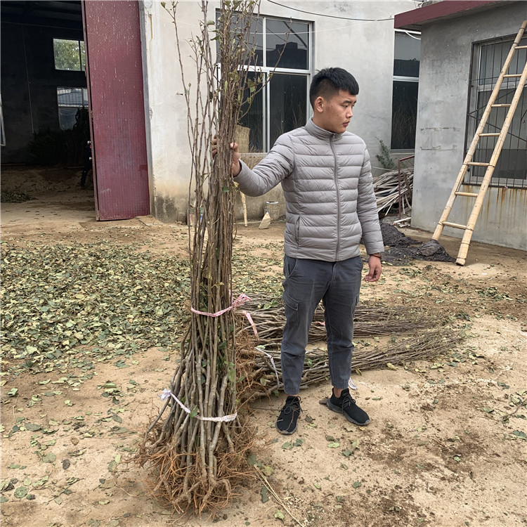紅蜜脆蘋果樹苗品種介紹、紅蜜脆蘋果樹苗基地及報(bào)價(jià)