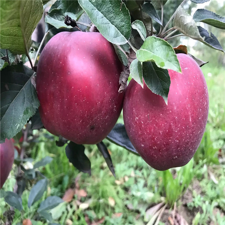 維納斯黃金蘋果樹苗批發(fā)基地、維納斯黃金蘋果樹苗價(jià)格及報(bào)價(jià)