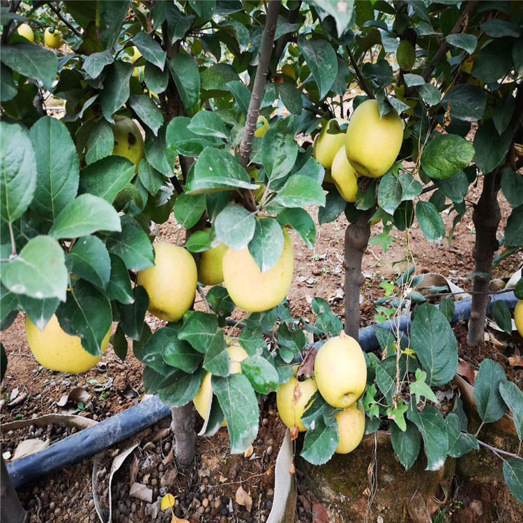 出售華玉蘋(píng)果樹(shù)苗、華玉蘋(píng)果樹(shù)苗價(jià)格