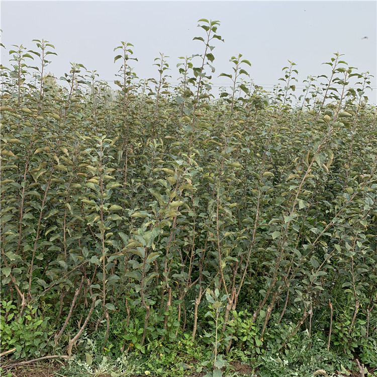 红肉苹果苗、红肉苹果苗出售基地